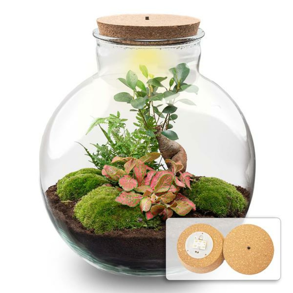 Terrarium bolder bob bonsai + led verlichting in - h30 cm