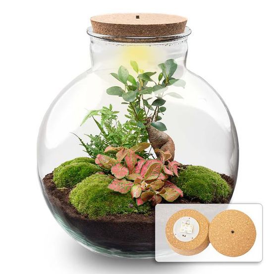 Terrarium bolder bob bonsai + led verlichting in - h30 cm