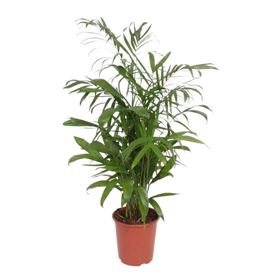Chamaedorea seifrizii - plantes d'intérieur