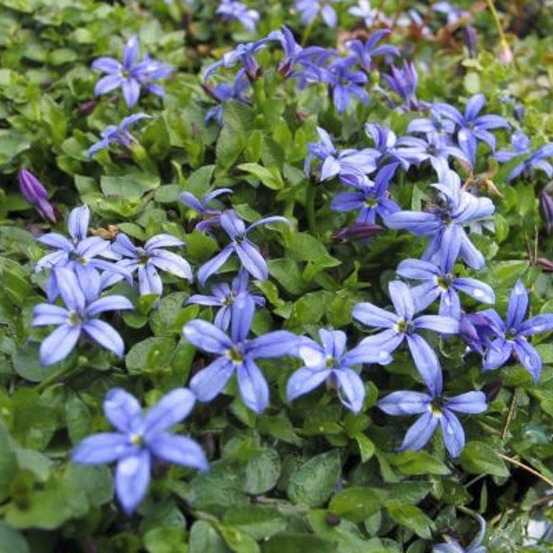Pratia tapissante 'county park' godet de 8/9 cm