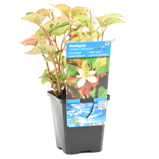 Houttuynia cordata chameleon - doku-dami - anémone des marais - 10-20 cm de haut - pot 9 cm