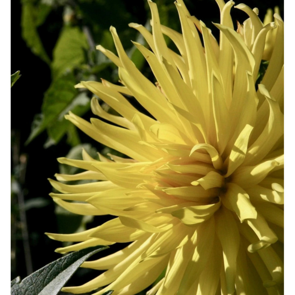 Bulbe de dahlia cactus fantasia sachet de 1 bulbe