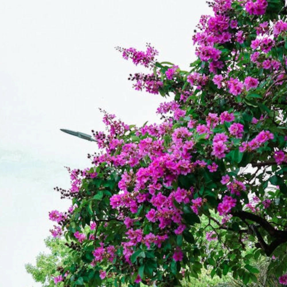 Lilas des indes souvenir d'hubert puard, lagerstroemia pot de 15 litres - 1/4 tige