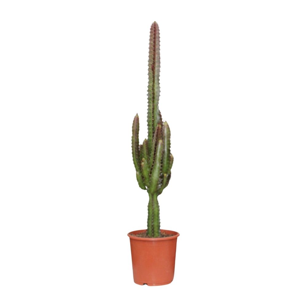 Euphorbia trigona rubra - ø17cm - ↕70cm - plantes d'intérieur