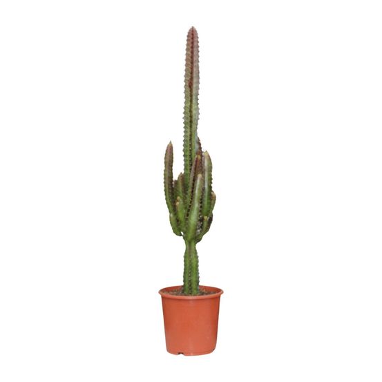 Euphorbia trigona rubra - ø17cm - ↕70cm - plantes d'intérieur