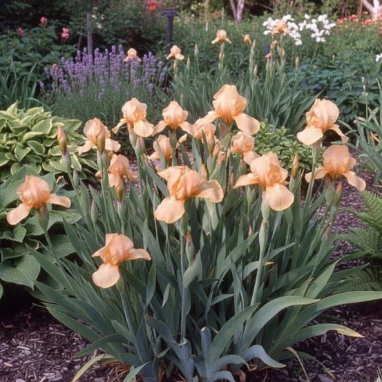 Iris nain lilliput pink cushion lot de 5 godets