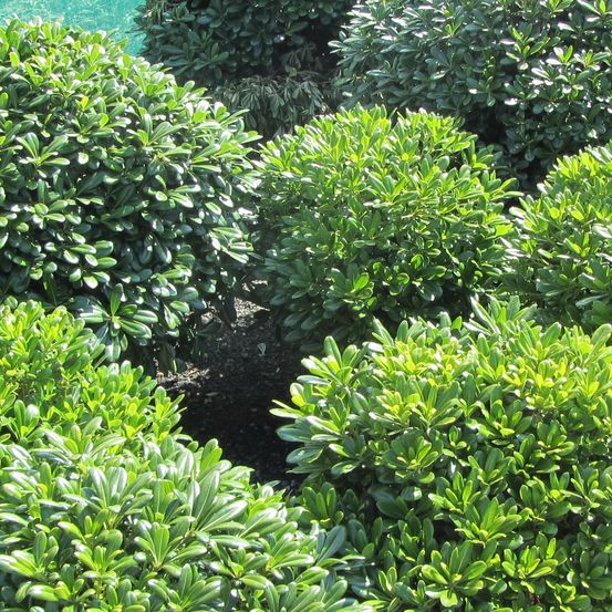 Pittosporum tobira 'nana' pot de 7,5l/10l