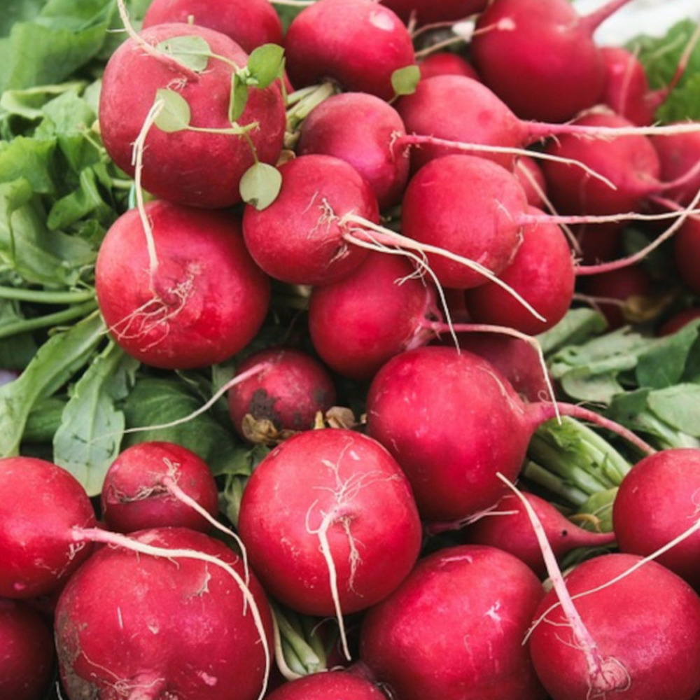 Graines de radis rond ecarlate géant de wurzbourg - vilmorin sachet
