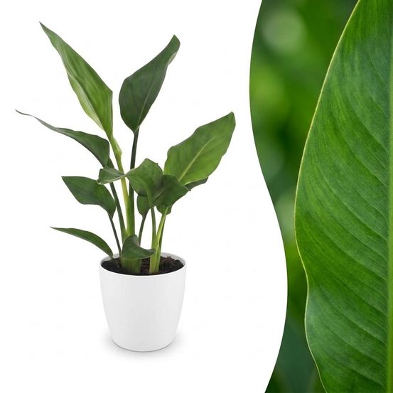Strelitzia reginea - oiseau de paradis - pot de 12cm - plantes d'intérieur