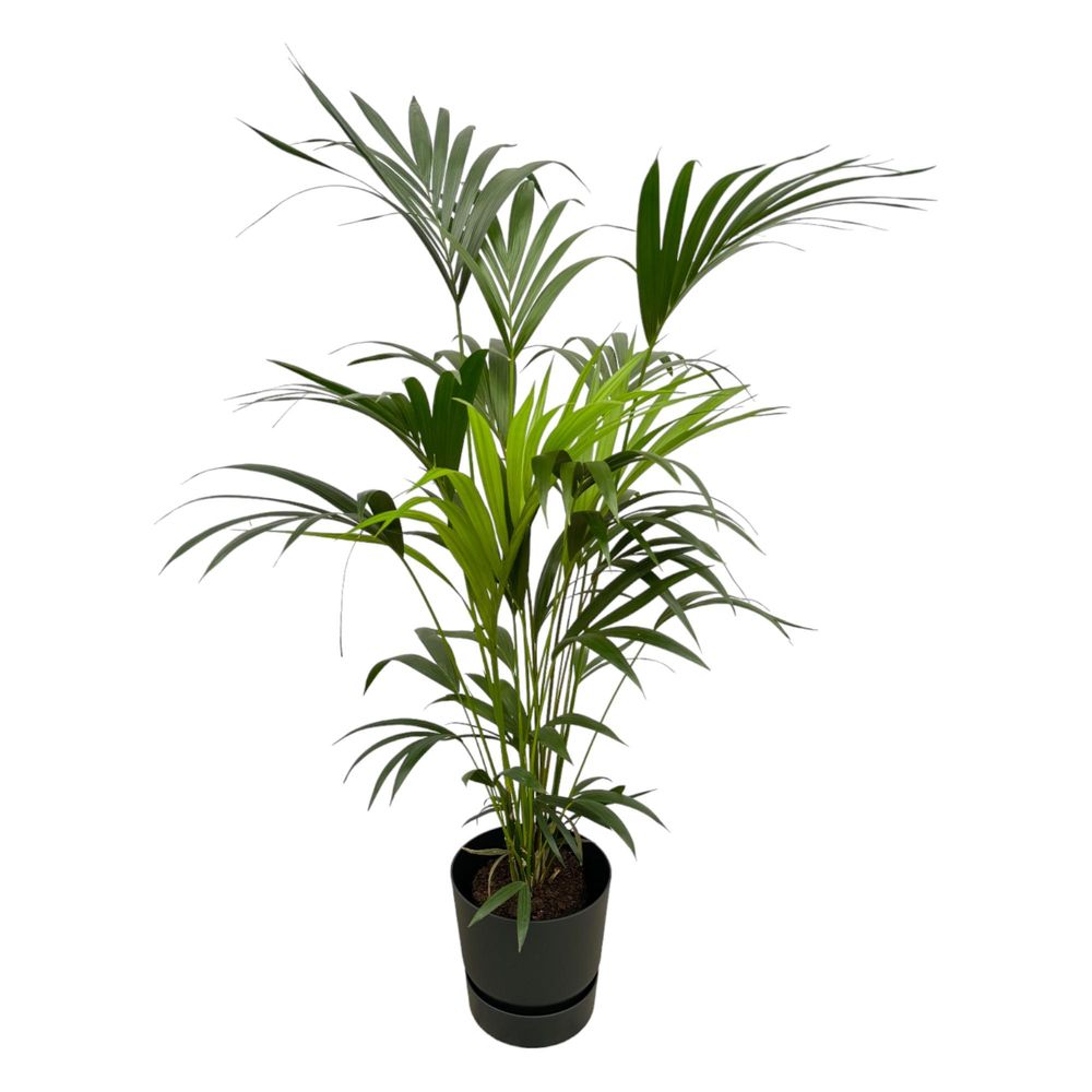 Kentia palm - plantes d'intérieur