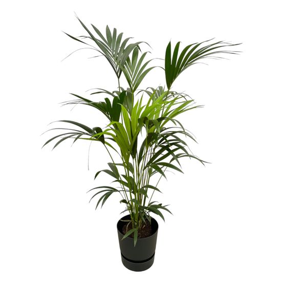 Kentia palm - plantes d'intérieur