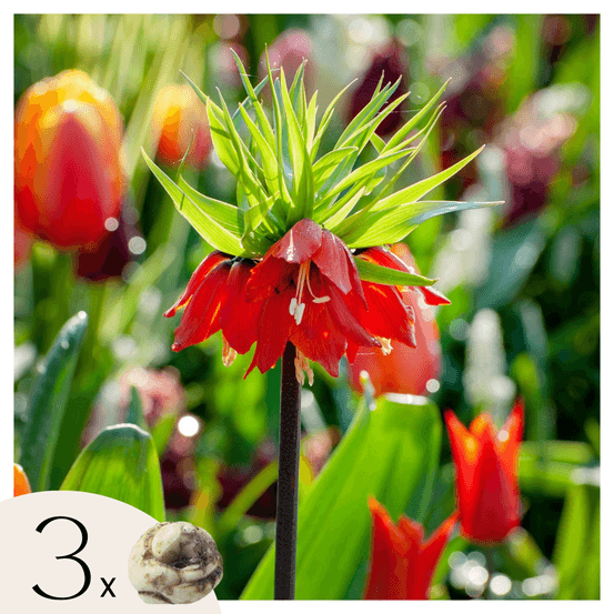 Fritillaire rouge - set de 3 - fritillaria rubra - bulbes à fleurs - orange