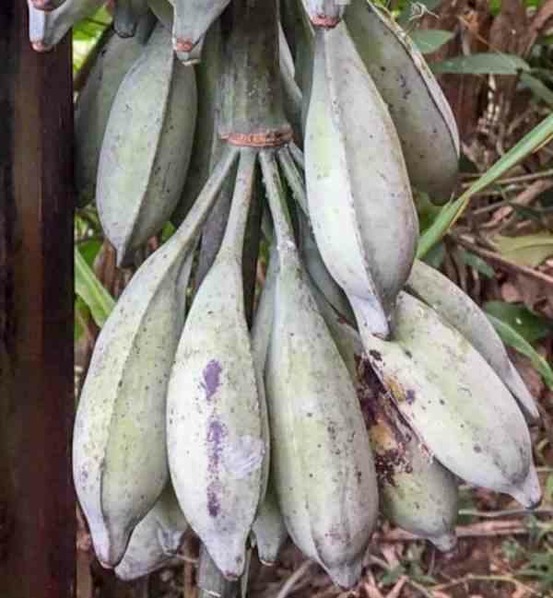 Musa nagensium specimen (bananier à tronc violet) pot de 15 litres ? 160/180 cm