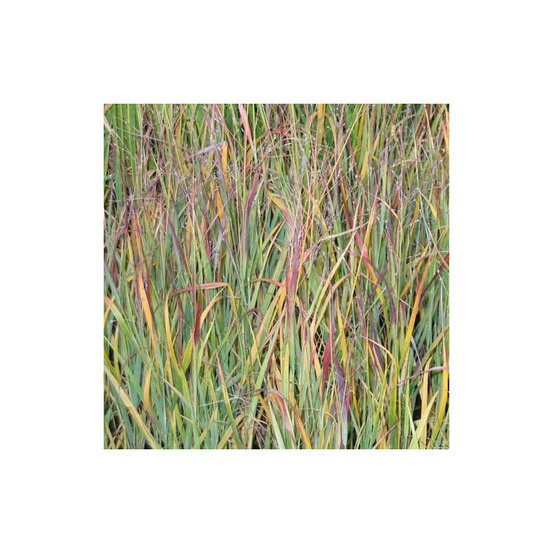 Panic érigé heiliger hain lot de 5 godets