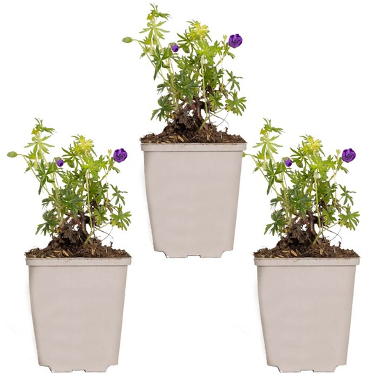 Lot de 3 - geranium sanguineum - géranium sanguin - rustique - hauteur 10-20 cm - pot 9x9 cm