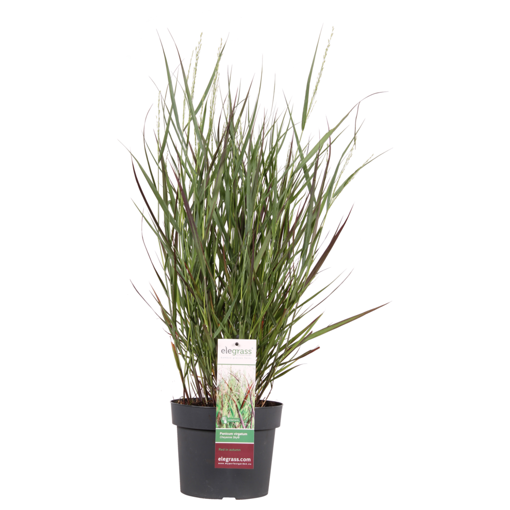 Panicum virgatum cheyenne sky - h50 cm - ø19 cm