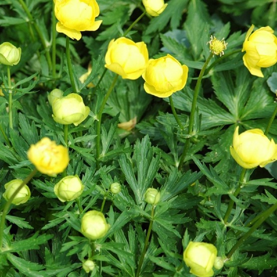 6 x trolle 'lemon queen' - trollius 'lemon queen' - godet 9cm x 9cm