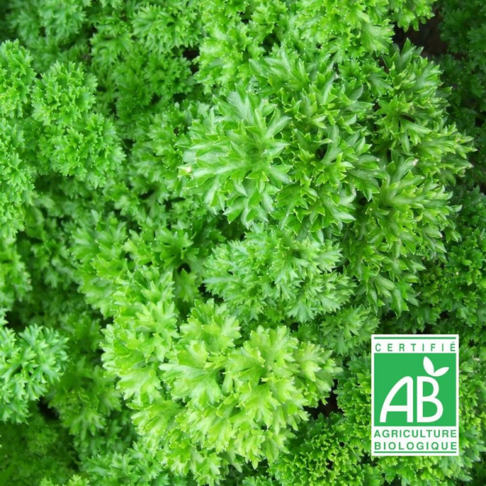Graines de persil frisé vert foncé - sans traitement - vilmorin sachet