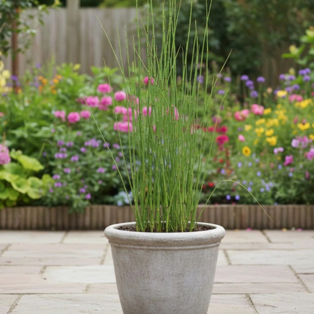 Prêle d'hiver, equisetum lot de 3 godets