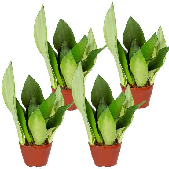 Sansevieria 'moonshine' lot de 4 - plante d'intérieur et pot ⌀9 cm - ↕35 cm