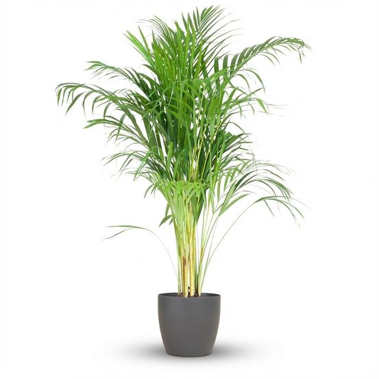Dypsis lutescens areca - pot de 21cm - hauteur 90 - 100cm - plantes d'intérieur