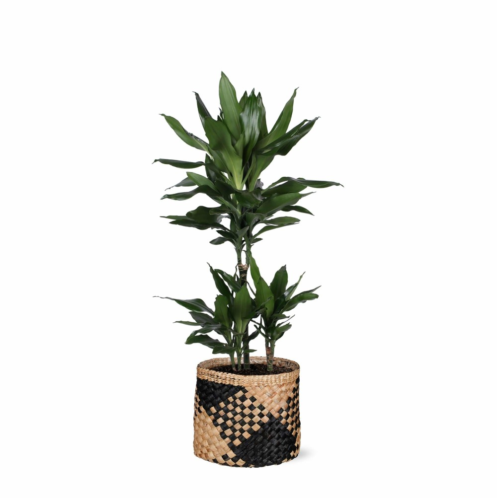 Dracaena janet lind et son pot panier naturel noir - hauteur 90cm