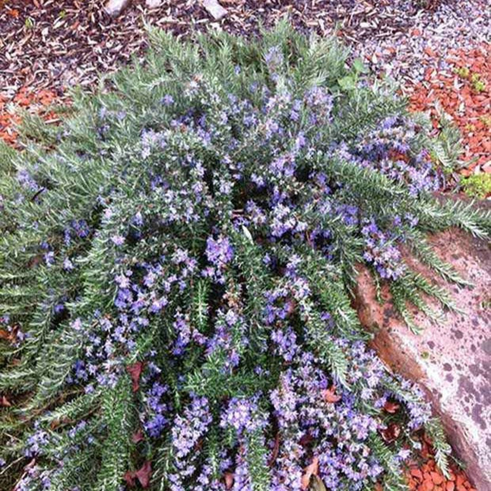 Romarin officinal rampant pointe du raz - le pot / 3l / hauteur livrée 20-30cm