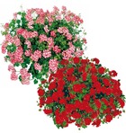 Offre geraniums lierres - 6 godets plante annuelle