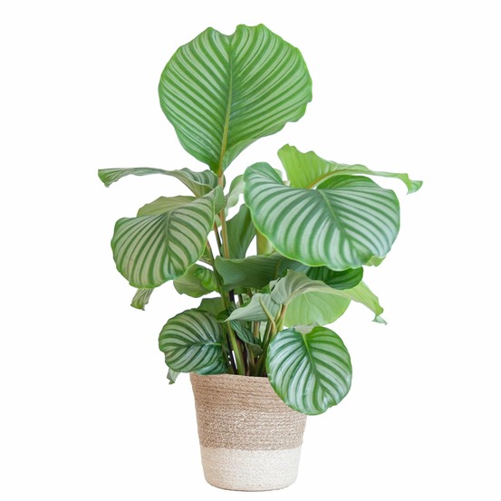 Calathea orbifolia et son pot panier blanc - hauteur 65cm