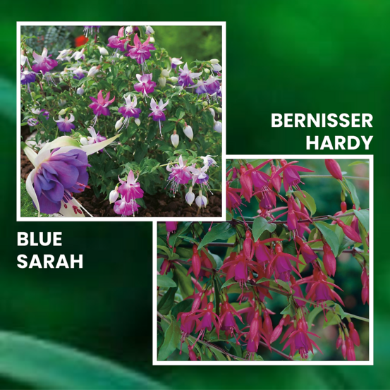 Lot fuchsias plante vivace - 6 godets