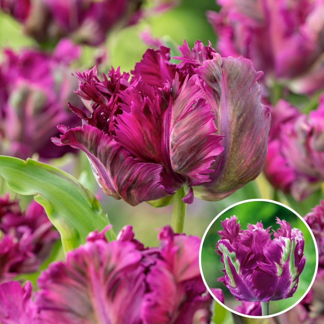 Allium Ambassador - Bulbes à fleurs x3 - Violet / sphériques