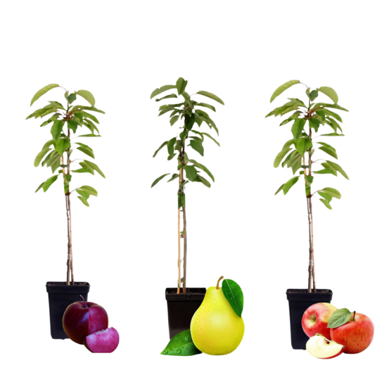Colonnes de fruits - set de 3 - pomme, poire - hauteur 60-70cm - ⌀9cm