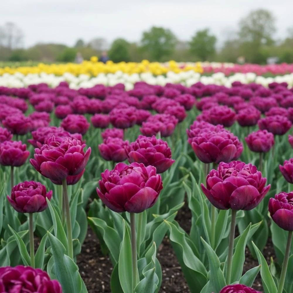 Bulbe de tulipe perroquet parrot prince sachet de 8 bulbes