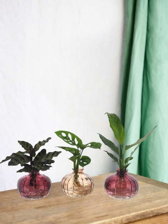 Trio de plantes en hydroculture avec leur vase nela