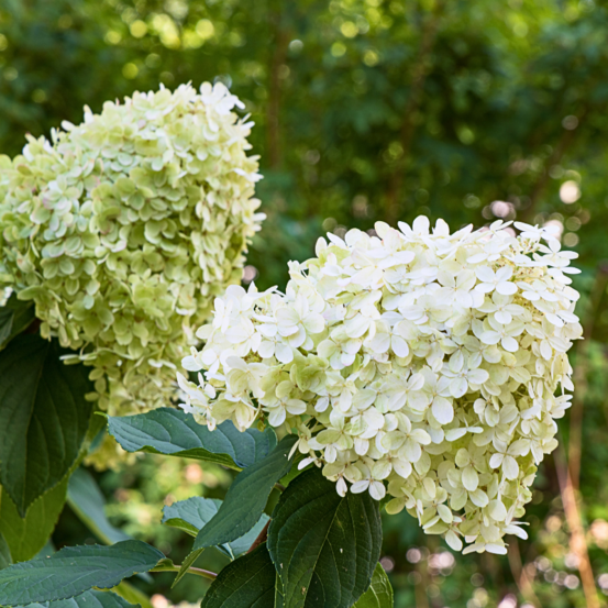 Hortensia paniculata limelight - hydrangea paniculata limelight 60 cm pot 3 l