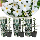 Dipladenia sanderii - plante blanche - set de 3 - pot 9cm - hauteur 25-40cm