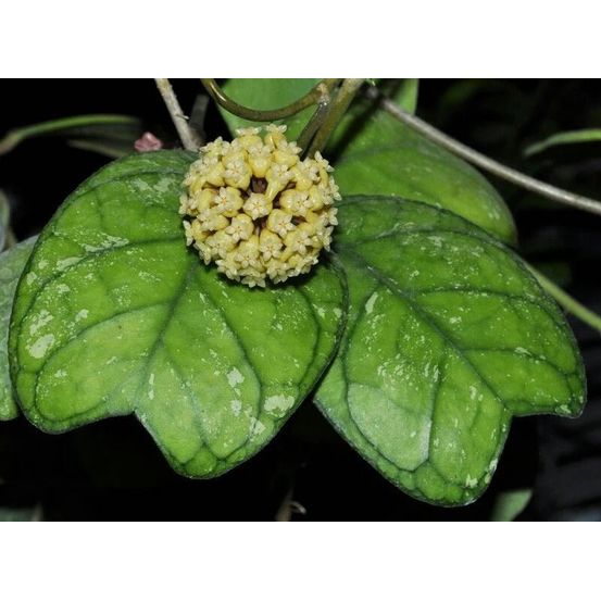Hoya deykeae - pot de 8cm - plantes d'intérieur