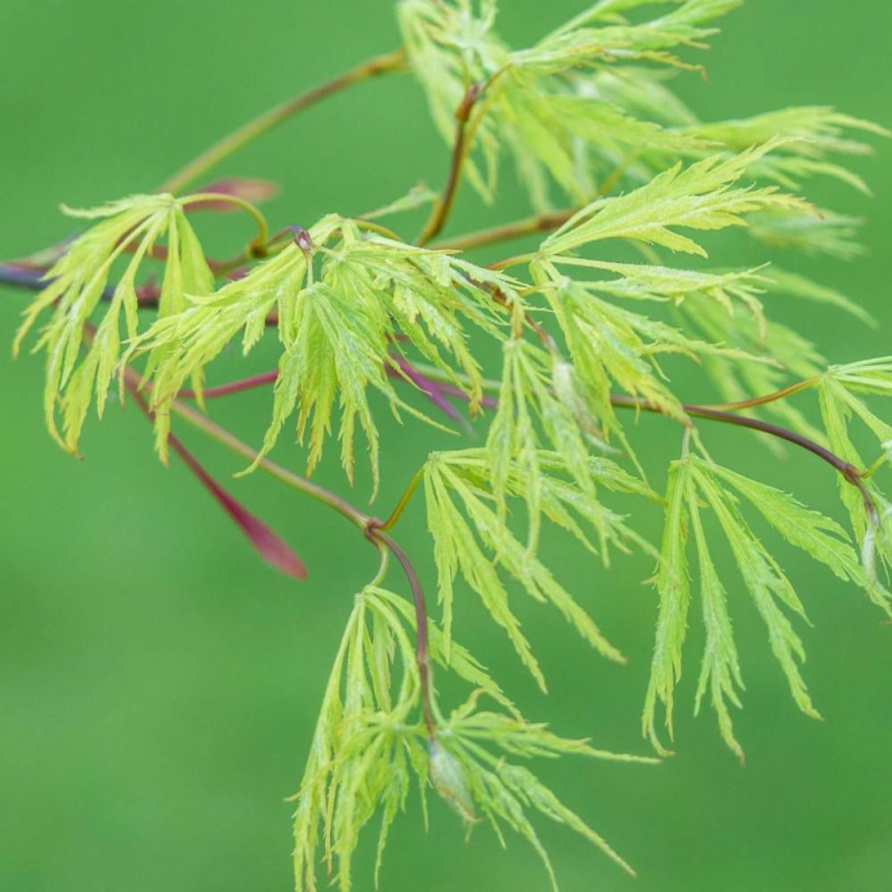 Érable du japon koto no ito, acer palmatum pot de 4l - 40/60 cm