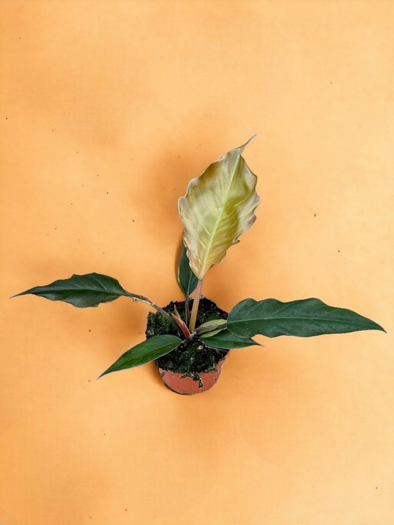 Philodendron choco empress