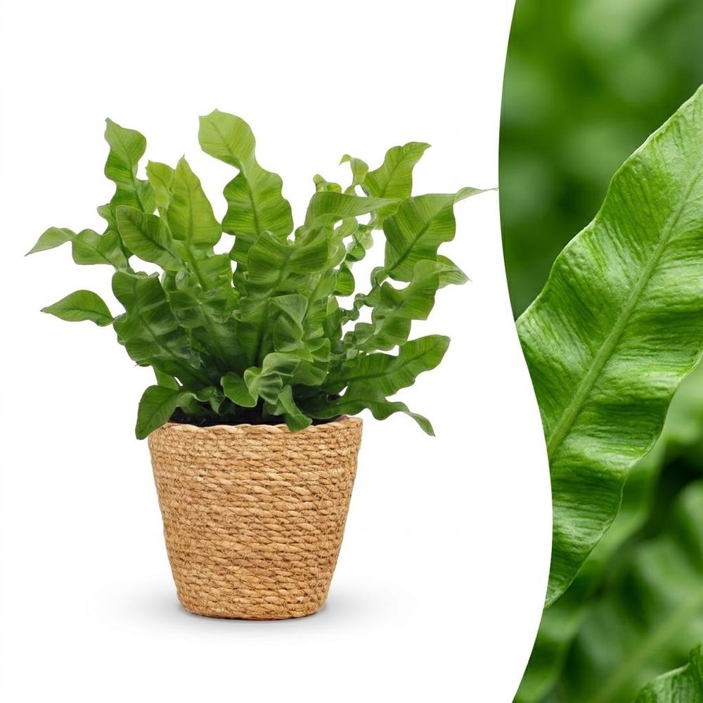Asplenium crispy wave - fougère crispy wave - pot de 12cm