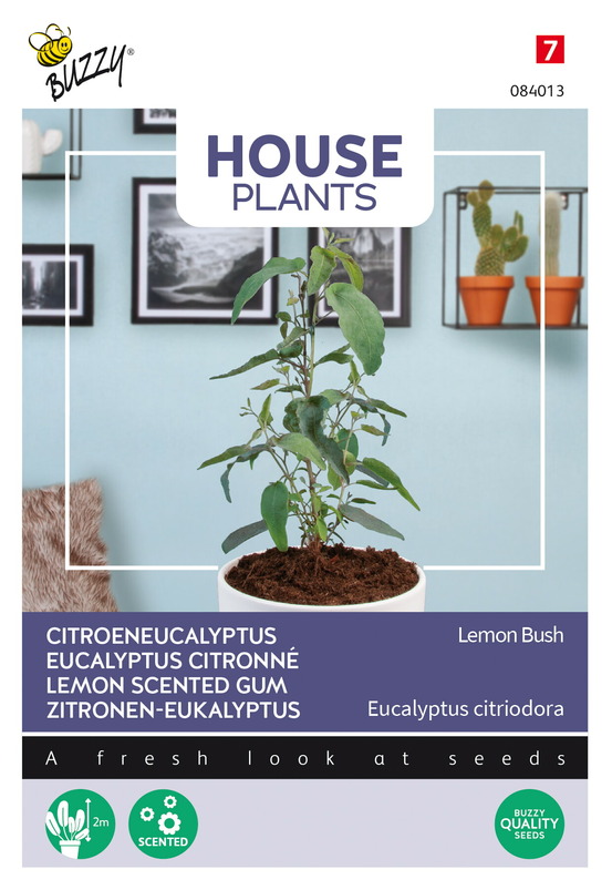 Buzzy house plants eucalypthus, lemon bush - ca. 10 graines (livraison gratuite)