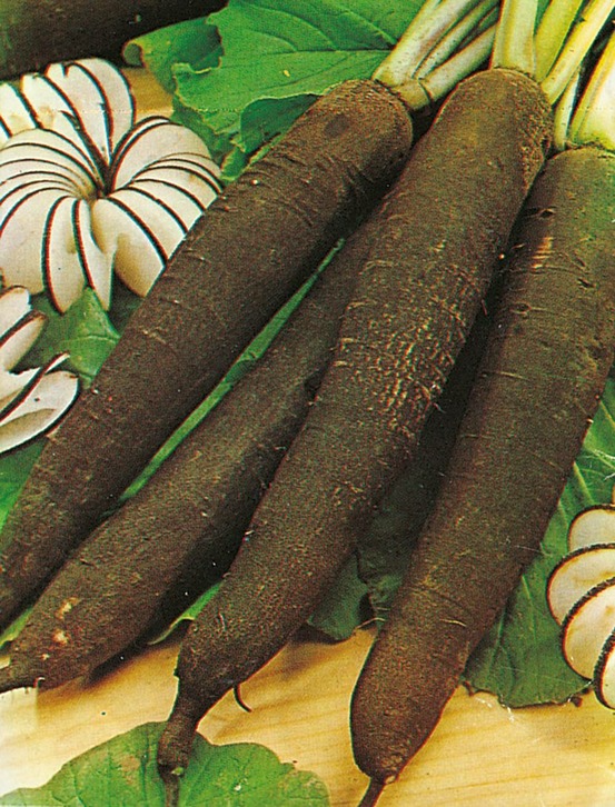 Radis noir gros long hiver de paris - 10 g