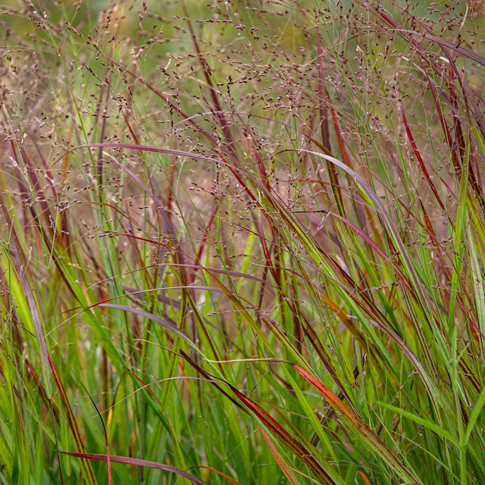 Panic érigé shenandoah - le pot / ø 9cm