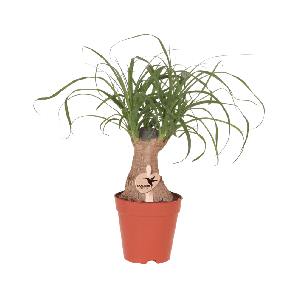 Beaucarnea - pied d'éléphant, jeune plant - h 31 cm, pot ø9 cm