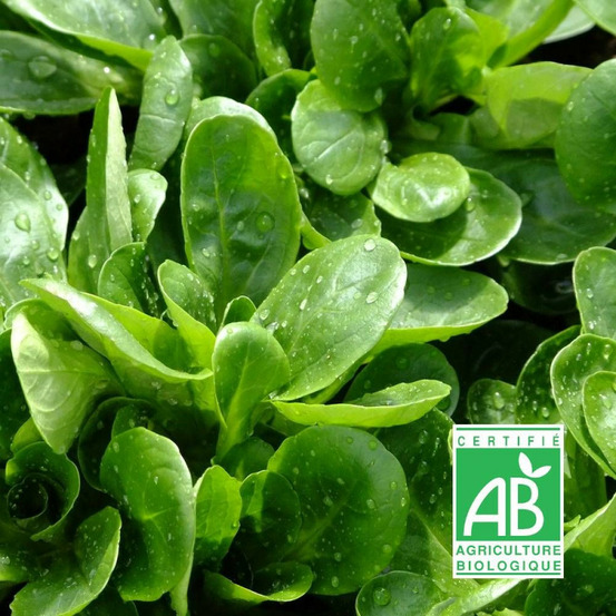 Graines de mâche à grosse graine - sans traitement sachet