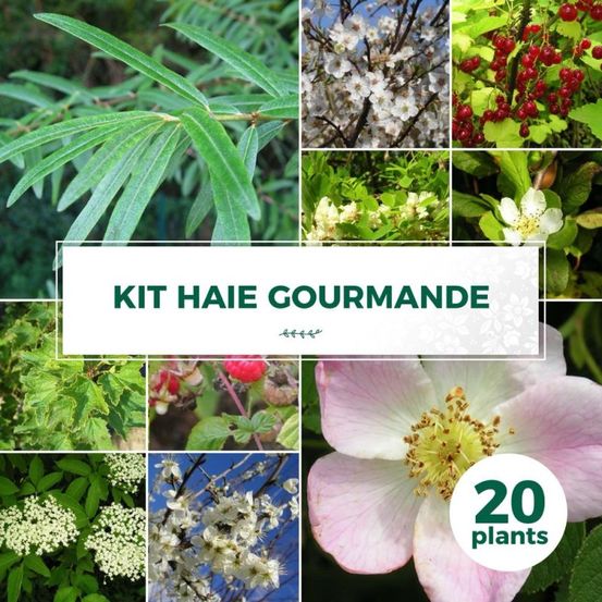 Kit Haie Gourmande - 20 plants