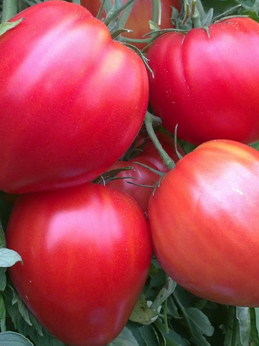 Tomate 'coeur de boeuf' le sachet de 150 graines environ (0,5g)