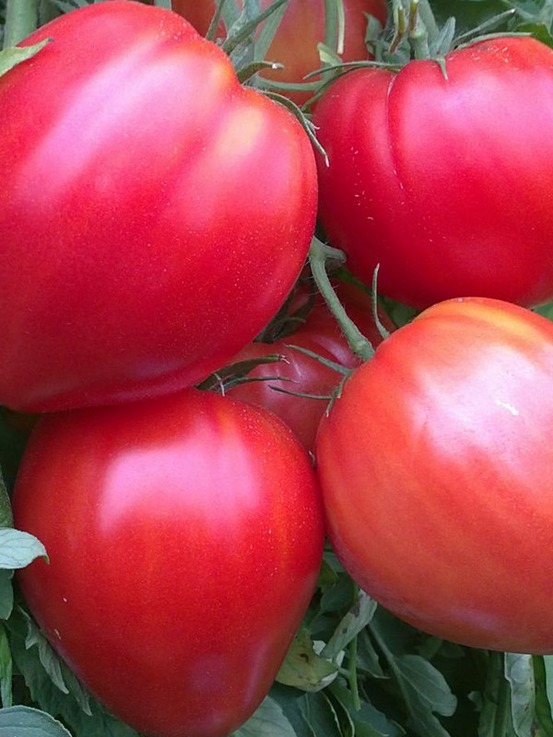 Tomate 'coeur de boeuf' le sachet de 150 graines environ (0,5g)