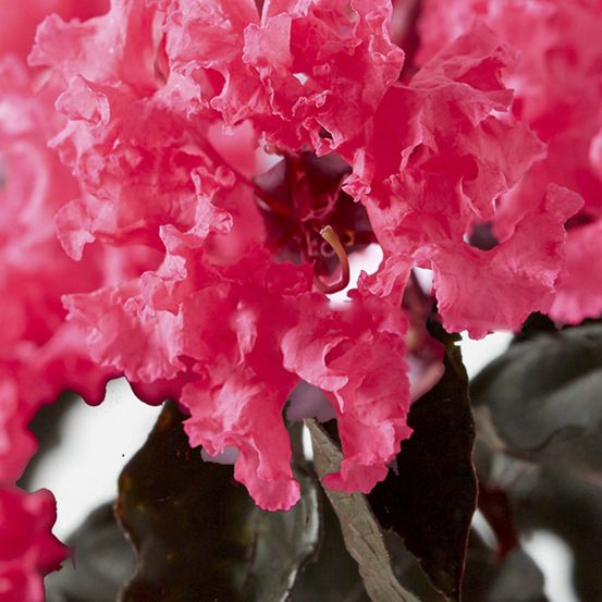 Lilas des indes 'black solitaire shell pink' pot de 3l/4l