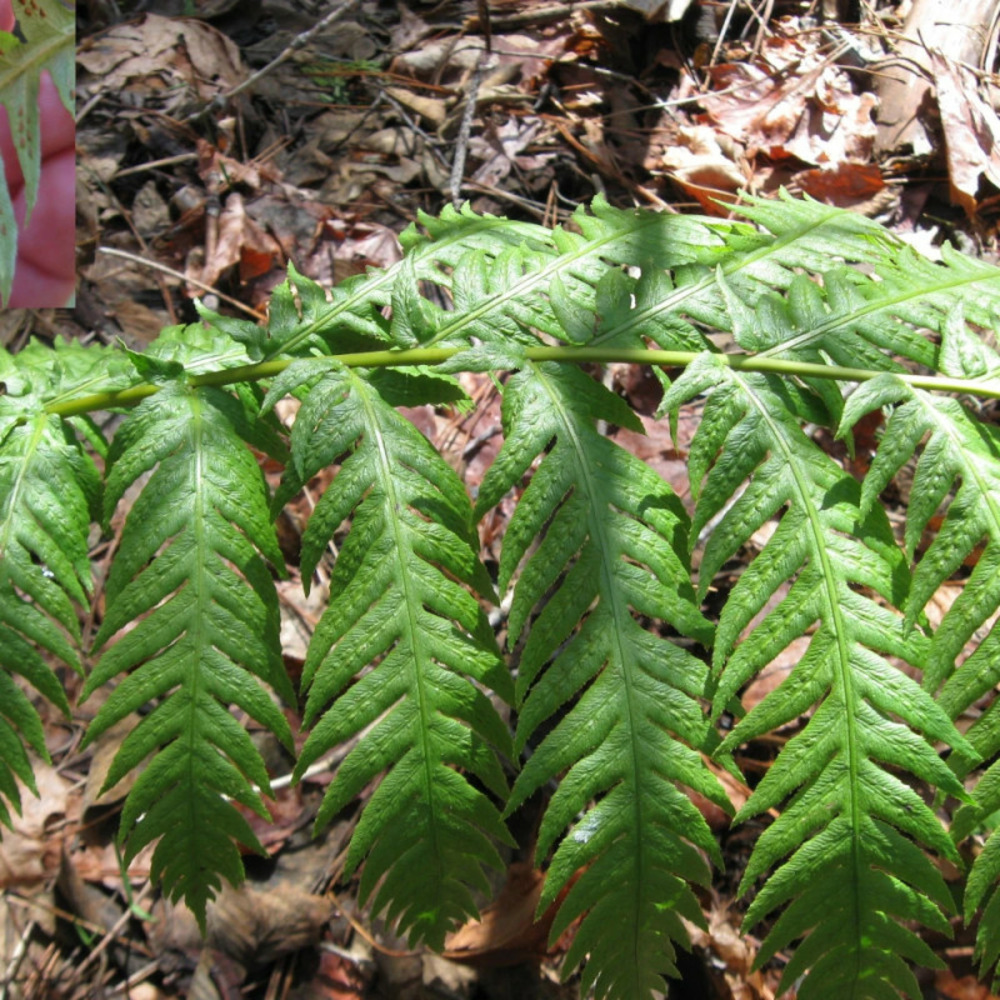 Fougère géante - edition limitée pot de 1 litre